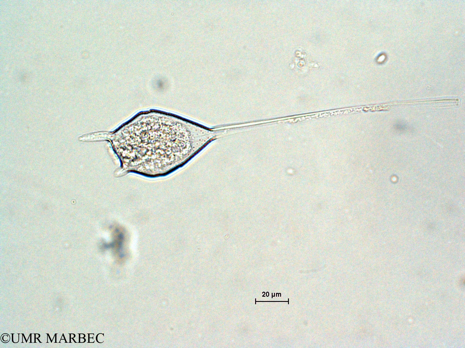 phyto/Scattered_Islands/all/COMMA April 2011/Ceratium teres (ancien Neoceratium teres -N. sp3 -11)(copy).jpg